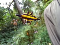 Gasteracantha transversa