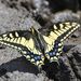 Papilio machaon dodi - Photo 由 Carlos Sanchez 所上傳的 (c) Carlos Sanchez，保留部份權利CC BY-NC