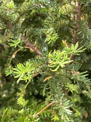 Podocarpus costalis