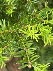 Podocarpus costalis