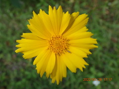 Coreopsis lanceolata