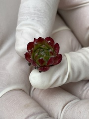 Sempervivum arachnoideum