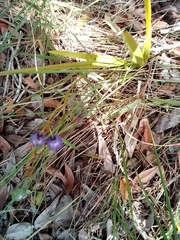 Dianella ensifolia