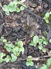 Pterostylis concinna