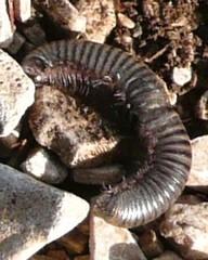 Acanthoiulus fuscipes