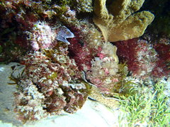 Gymnothorax annasona