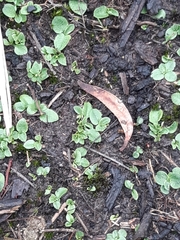 Pterostylis concinna