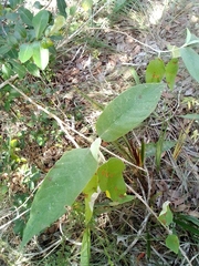 Magnoliopsida