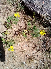 Angiospermae