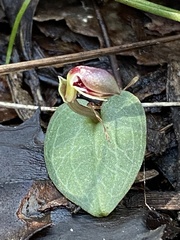 Corybas unguiculatus