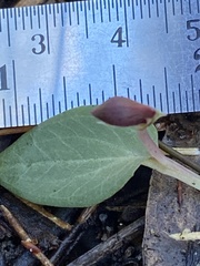Corybas unguiculatus