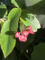 Begonia coccinea