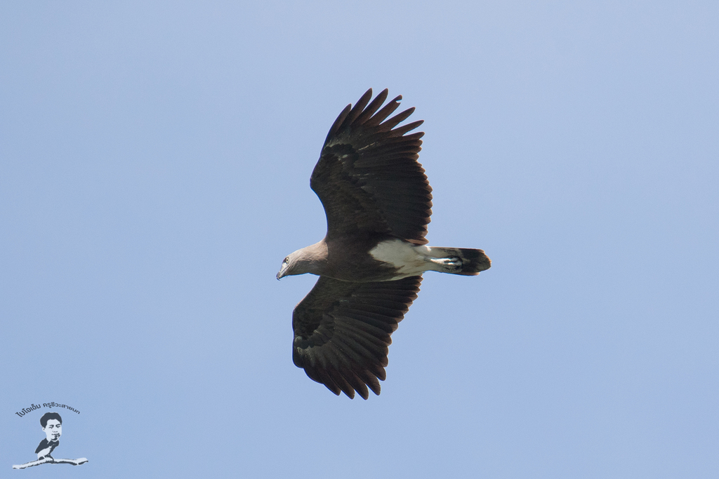 Lesser Fish-Eagle