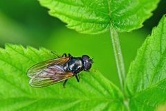Cheilosia albitarsis