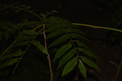 Dysoxylum rufum