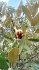Angiospermae