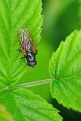 Cheilosia albitarsis