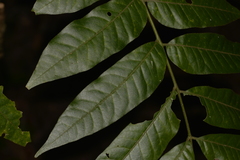 Dysoxylum rufum