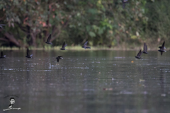 Hirundapus giganteus