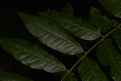 Dysoxylum rufum