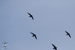 Hirundapus giganteus