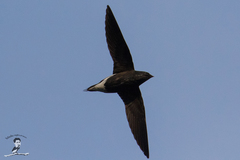 Hirundapus giganteus