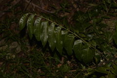 Dysoxylum mollissimum