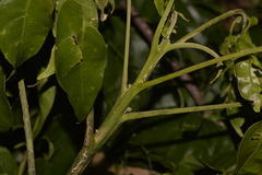 Dysoxylum mollissimum