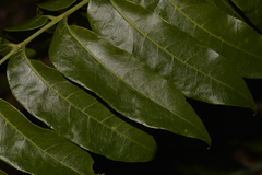 Dysoxylum mollissimum