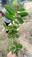 Aphloia theiformis