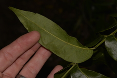 Dysoxylum mollissimum