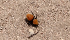 Dasymutilla californica