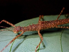 Notaspinius gottardoi