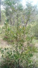 Aphloia theiformis