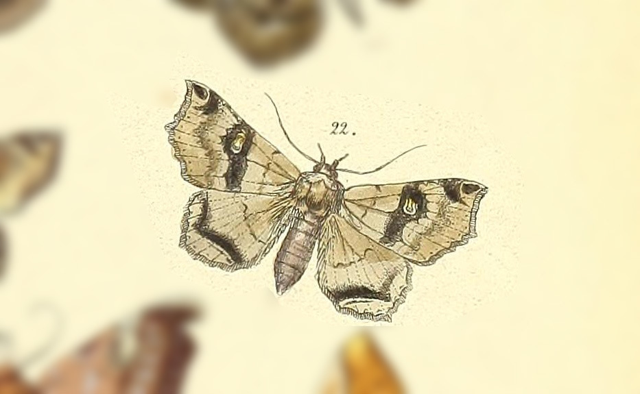 Euclystis facunda