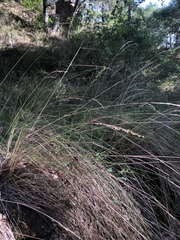 Chascolytrum subaristatum