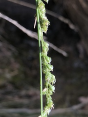 Chascolytrum subaristatum