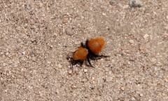 Dasymutilla californica
