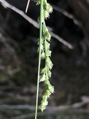 Chascolytrum subaristatum