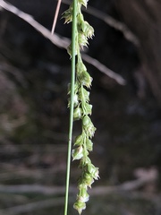 Chascolytrum subaristatum