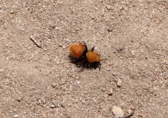 Dasymutilla californica