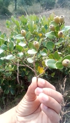 Angiospermae