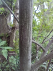 Salix cinerea