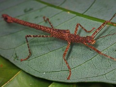 Notaspinius gottardoi