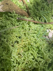 Hypnum plumaeforme