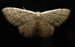 Idaea pilosata