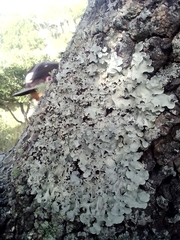 Fungi