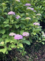 Hydrangea macrophylla