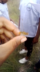 Crocothemis erythraea