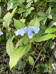 Hydrangea macrophylla